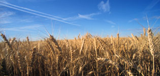 Agriculture