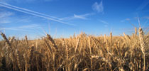 Agriculture